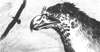 Eagle